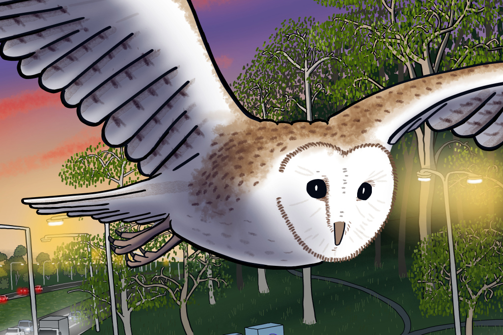 Cartoon barn owl flying at sunset