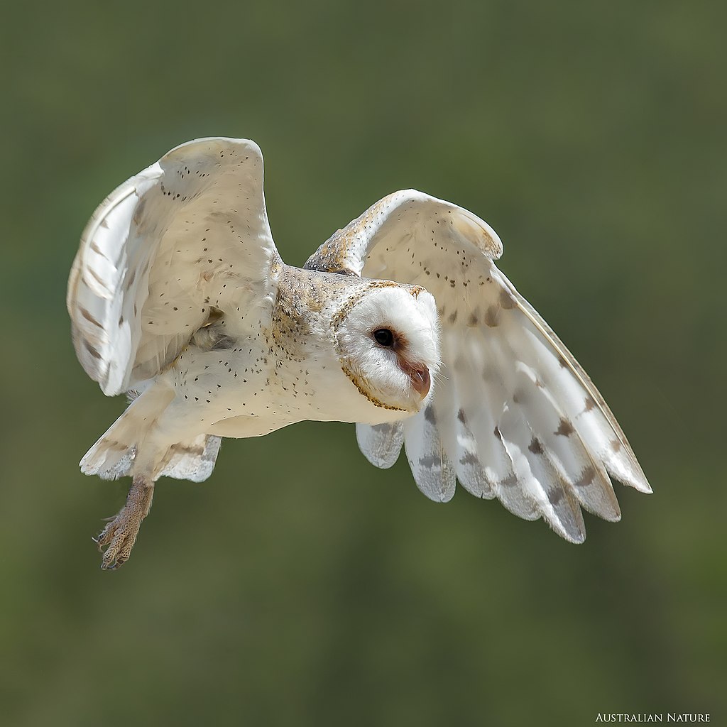 Eastern barn owl flying