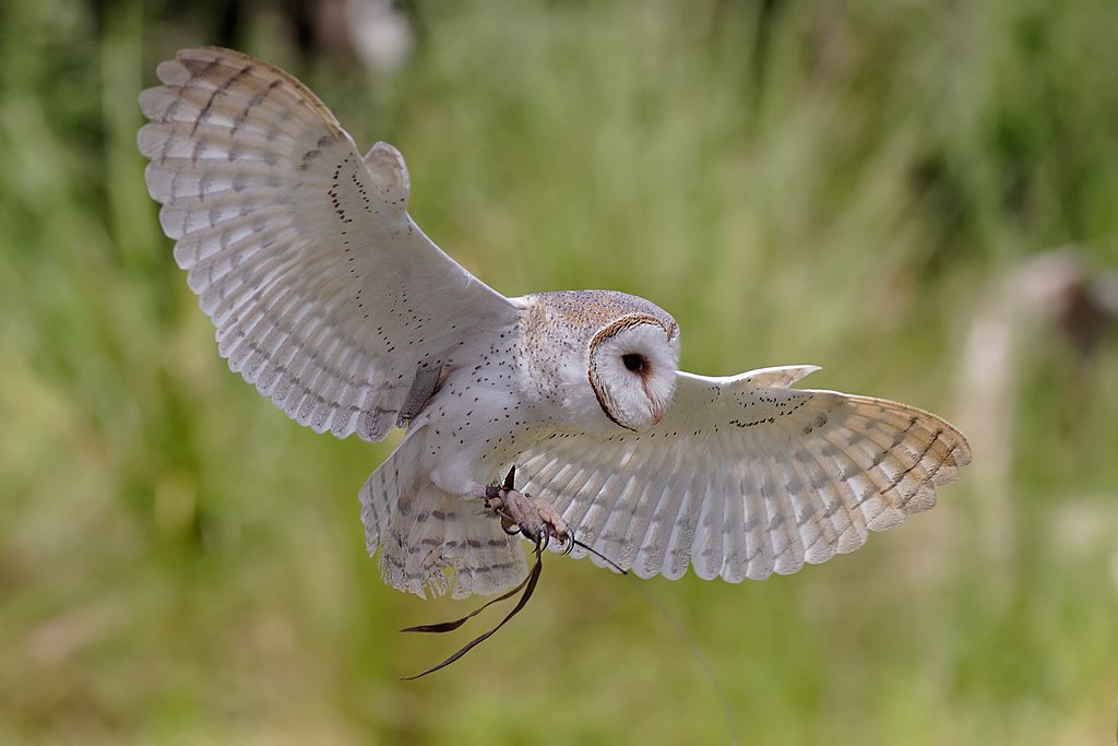 Eastern barn owl flying