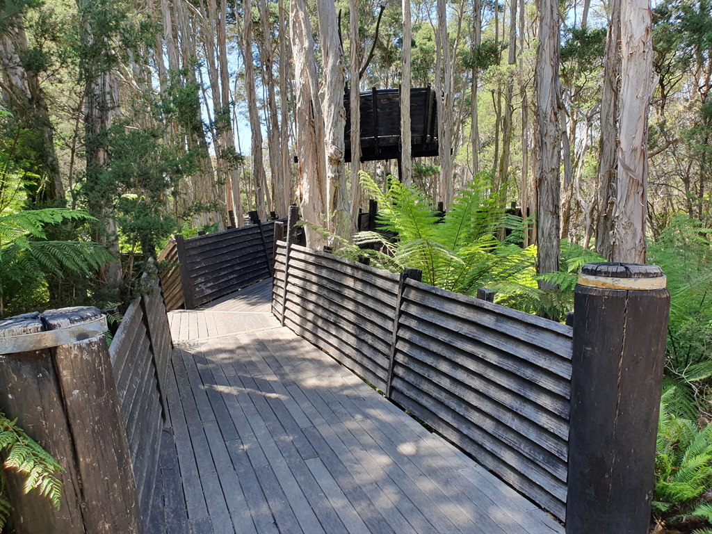 View of the boardwalk heading towards the Paperbark Treehouse between the forest of melaleuca trees