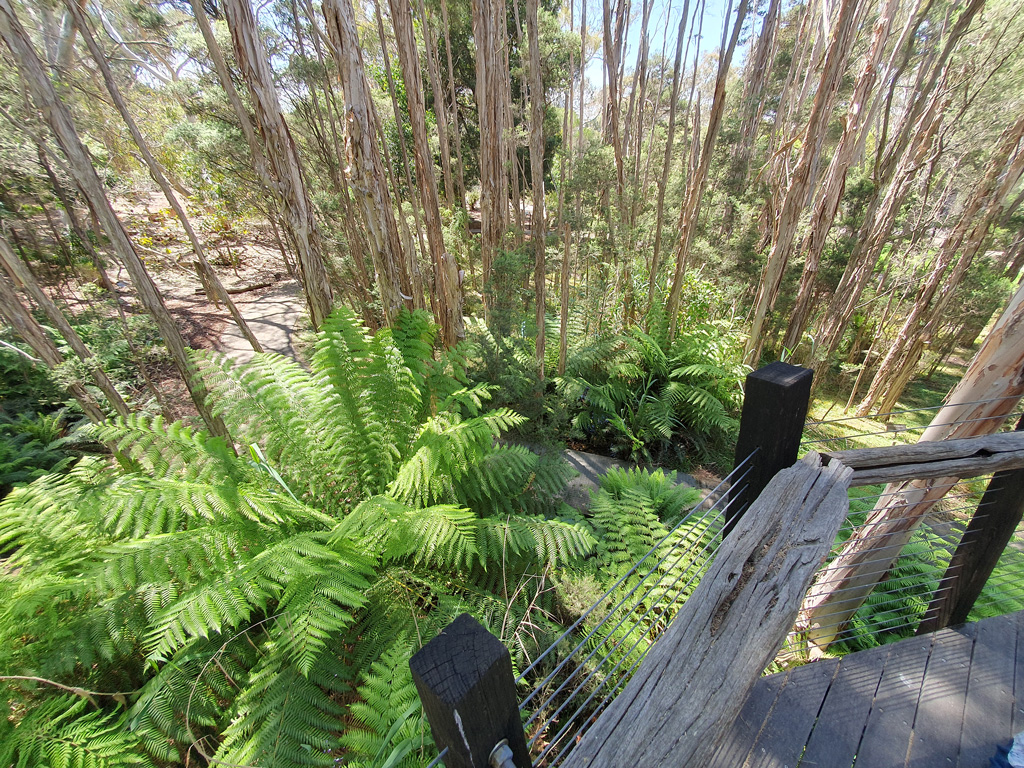 Ferns and paperbark tree trunks growing at the Australian National Botanic Gardens