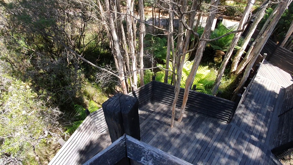 View from the top of the Paperbark Treehouse, looking down to the Melaleuca Forest at the Canberra Botanical Gardens