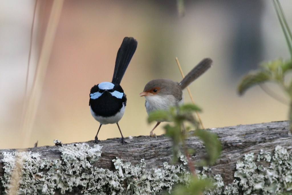 Male and female superb fairywrens