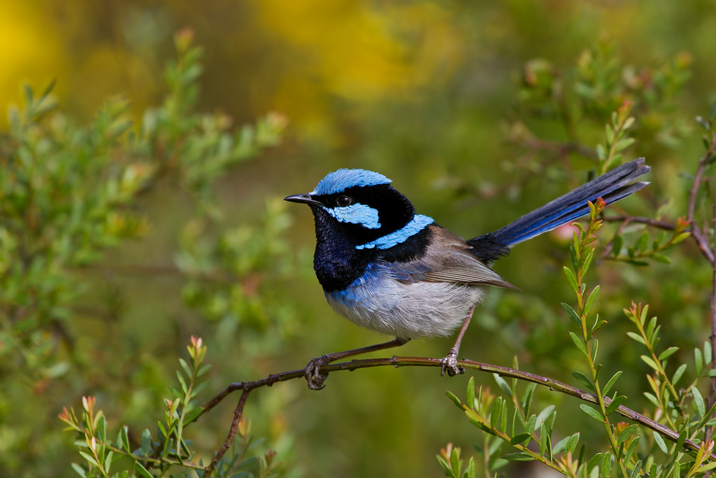 Male Superb fairywren sitting on a twig