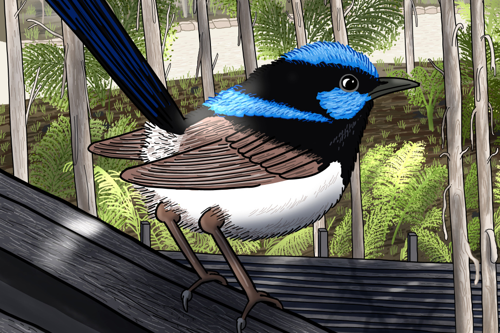 Detail: cartoon drawing of a blue-faced superb fairywren