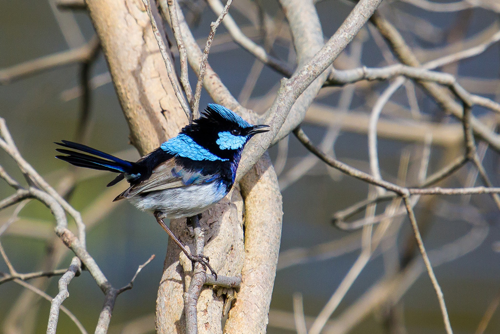 Male Superb fairywren perched on a branch