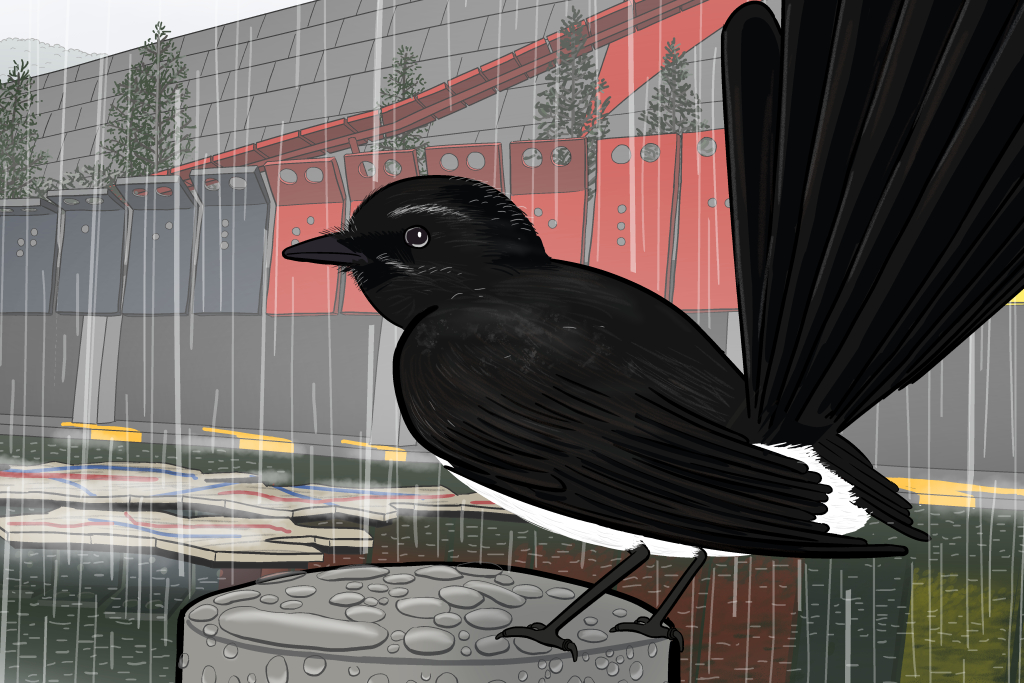 Close up of a willie wagtail sitting on a metal pole: cartoon drawing